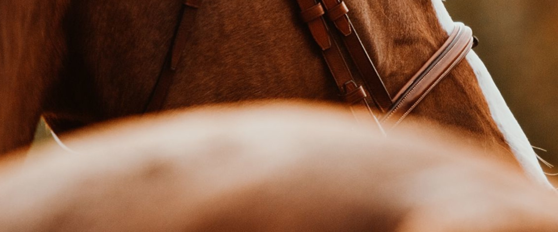 Locations and Hours of Operation: A Guide to David Trump's Equine Art