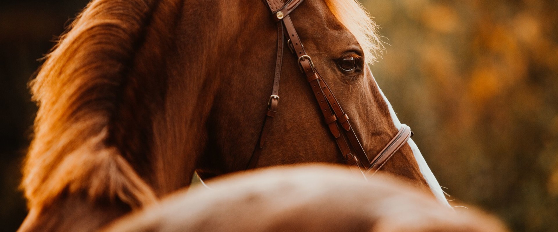 A Guide to David Trump's Equine Art: Pricing and Purchasing Information