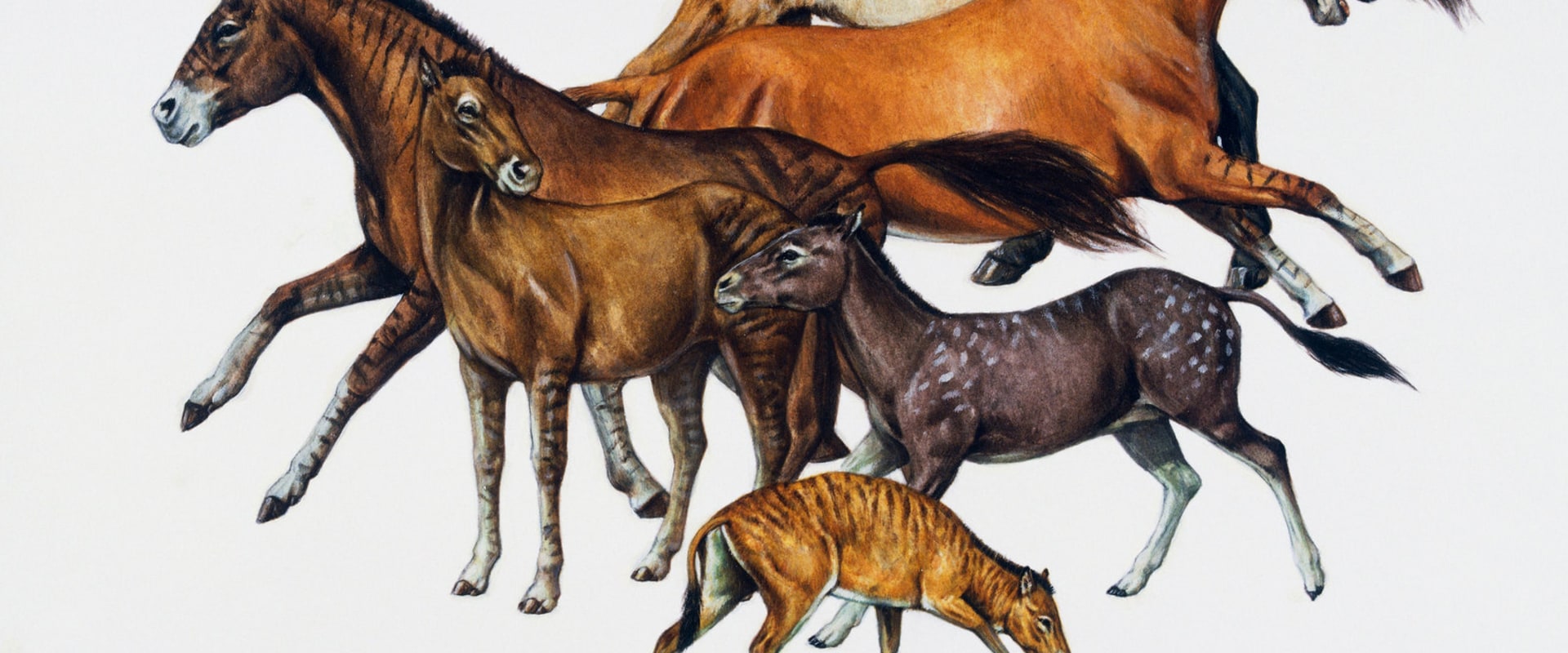 The Evolution of Style: A Look at David Trump's Equine Art
