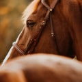 Locations and Hours of Operation: A Guide to David Trump's Equine Art