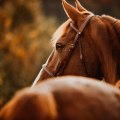 A Guide to David Trump's Equine Art: Pricing and Purchasing Information