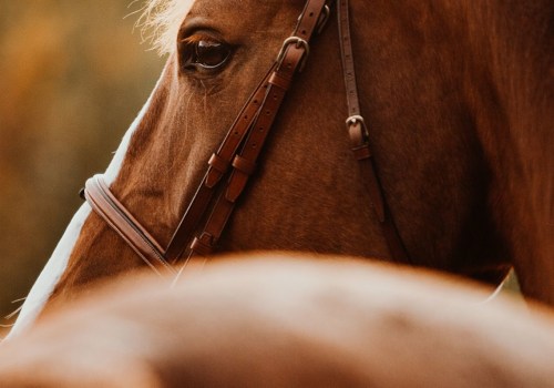 Locations and Hours of Operation: A Guide to David Trump's Equine Art