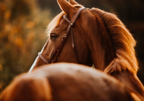 A Guide to David Trump's Equine Art: Pricing and Purchasing Information